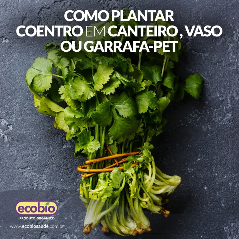 COMO PLANTAR COENTRO EM CANTEIRO, VASO OU GARRAFA-PET